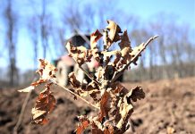 Aproximativ 3,5 milioane de puieţi forestieri – preconizaţi a fi plantaţi în campania de împăduriri din această toamnă