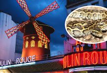 Primăria din Paris solicită cabaretului Moulin Rouge să nu mai folosească şerpi în spectacolele sale