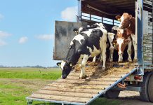 România este pe primul loc în Uniunea Europeană la exportul de cereale şi înregistrează recorduri istorice în comerţul de carne de pasăre şi animale vii