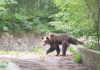 Urșii care intră în localități pot fi împușcați imediat