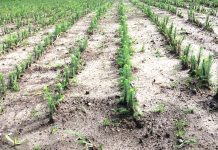 Alţi peste 18 milioane de puieţi forestieri – plantaţi în campania de împăduriri de primăvară