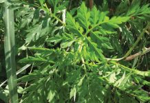 Pe domeniul public al Ploieștiului, activitățile de îndepărtare a ambroziei sunt în derulare