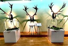 „Trofeele, o altă perspectivă!”- la Muzeul Cinegetic Posada