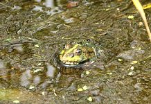 A fost descoperită o nouă specie de broască