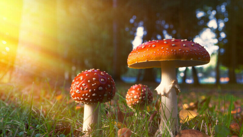 Psilocybin as a Promising Treatment for Anorexia: New Clinical Study Reveals Positive Results