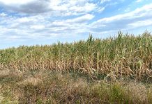 Fermierii prahoveni primesc, în sfârşit, banii, pentru pagubele produse, anul trecut, de secetă!