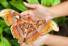 O specie de molie considerată dispărută, redescoperită în Balcani