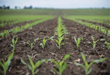 Ministrul Agriculturii a semnat autorizaţiile pentru utilizarea în situaţii de urgenţă a produselor de protecţie a plantelor