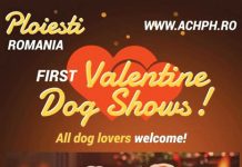 Concurs de frumusețe pentru câinii de rasă, la Sala Sporturilor „Olimpia”
