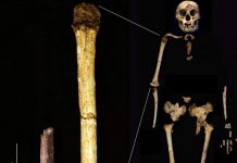 Cea mai mică fosilă de humerus uman oferă noi informaţii despre specia Homo floresiensis