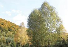 Mii de controale pentru combaterea furturilor de material lemnos, administrare profesionistă a fondului forestier la nivelul Direcţiei Silvice Prahova!