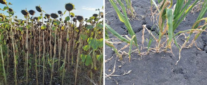 seceta floarea soarelui-porumb