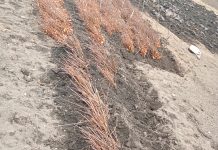 La fel ca în anii trecuţi – Primăria Lipăneşti, prima la împăduriri!