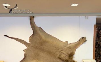 La Posada s-a deschis expoziţia permanentă de faună exotică. Atracţia principală – leul!