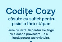 Precizări ale SGU Ploieşti, referitoare la adăposturile pentru pisicile fără stăpân