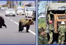 Japonia – terorizată de urși