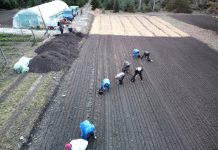 La Ocolul Silvic Sinaia s-au încheiat lucrările de semănare a seminţelor de fag şi paltin de munte