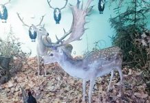 Personaj dintr-o poveste cu zăpadă: Cerbul lopătar – declarat „Exponatul lunii decembrie”