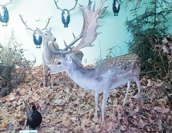 cerb lopatar _ muzeul cinegetic