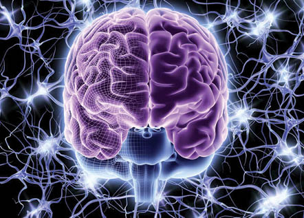creier