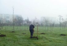 SGU Ploiești continuă programul de regenerare a spațiilor verzi: 2.371 de arbori vor fi plantați în perioada 2025–2026