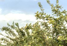 Pomicultorii afectaţi de seceta de anul trecut vor primi câte 10.000 de lei pentru fiecare hectar