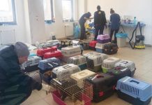 260 de animale au fost sterilizate gratuit la Ploiești, în prima campanie din acest an
