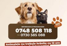 Campanie gratuită de sterilizare a câinilor și pisicilor, la Ploiești