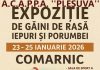 La Comarnic – expoziție de găini, iepuri și porumbei de rasă