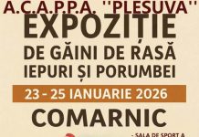 La Comarnic – expoziție de găini, iepuri și porumbei de rasă
