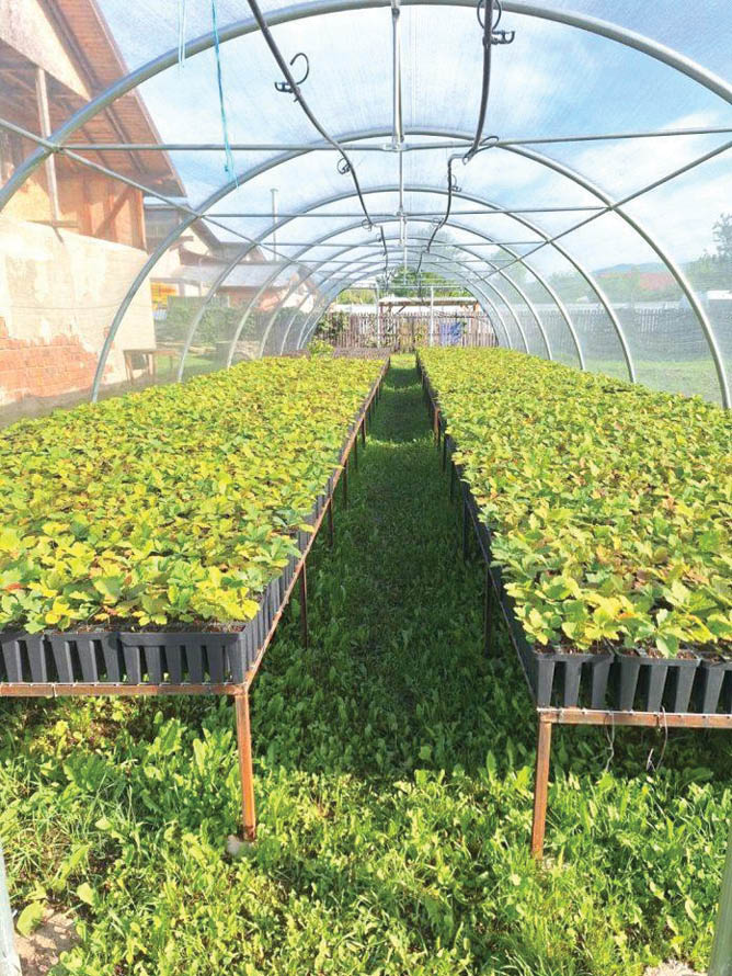 puieti _ Direcția Silvica Prahova