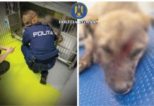 Bărbat din Șoimari – reținut pentru acte de cruzime asupra propriului câine!