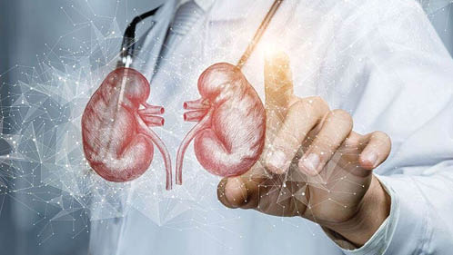 functii renale_rinichi