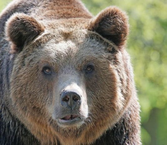 Logodnica tânărului ucis de urs la Azuga, în anul 2021, va primi daune morale de la Ministerul Mediului