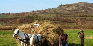 Senatul a votat înfiinţarea Programului naţional „Viața la ţară“, pentru promovarea agroturismului şi valorificarea patrimoniului rural