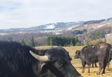 „Bivolii fantomă” din Ghioșești – Comarnic. Imagini înfiorătoare cu animale lăsate să moară de foame