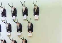 Poveşti – mai mult sau mai puţin vânătoreşti – la Muzeul Cinegetic Posada