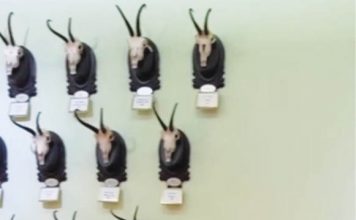 Poveşti – mai mult sau mai puţin vânătoreşti – la Muzeul Cinegetic Posada