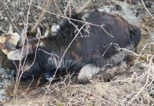 Un bivol mort, o nouă amendă pentru proprietarul animalelor lăsate de izbeliște la Comarnic