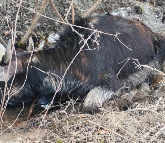 Un bivol mort, o nouă amendă pentru proprietarul animalelor lăsate de izbeliște la Comarnic