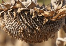 Țara noastră – pe primul loc în UE la producția de floarea-soarelui în 2025