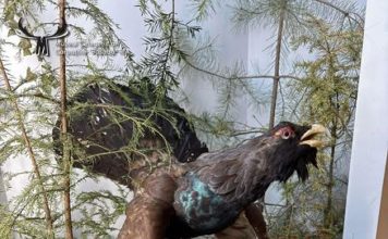 Exponatul lunii martie la Muzeul Cinegetic Posada – Cocoşul de munte!