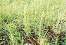 Puieți produși în pepiniera Ocolului Silvic Sinaia – plantați de către elevi bucureșteni