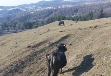 „Bivolii-fantomă” din Comarnic, în atenția Poliției Prahova